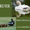 Order and Efficiency