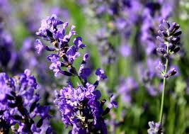 LAVENDER