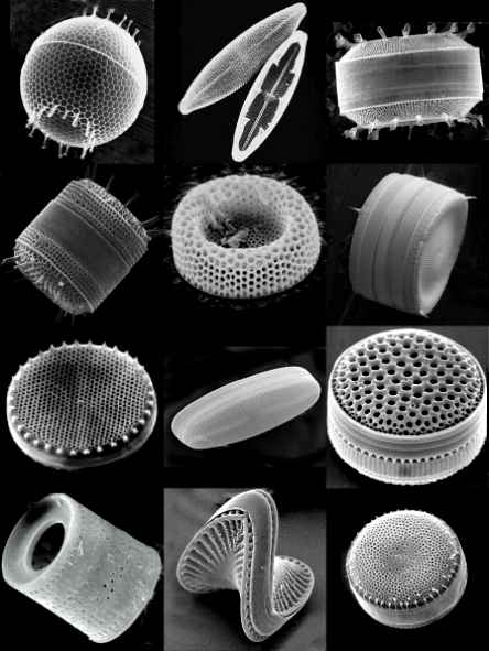 diatoms (1)