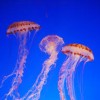 What Should You Do If You’re Stung By A Jellyfish?