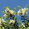 Melaleuca Essential Oil