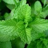 Peppermint Essential Oil